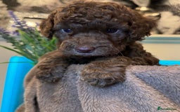 Cockapoo dogs for sale: Miniature Cockapoo Multi Generation  in Darwen - Image 5