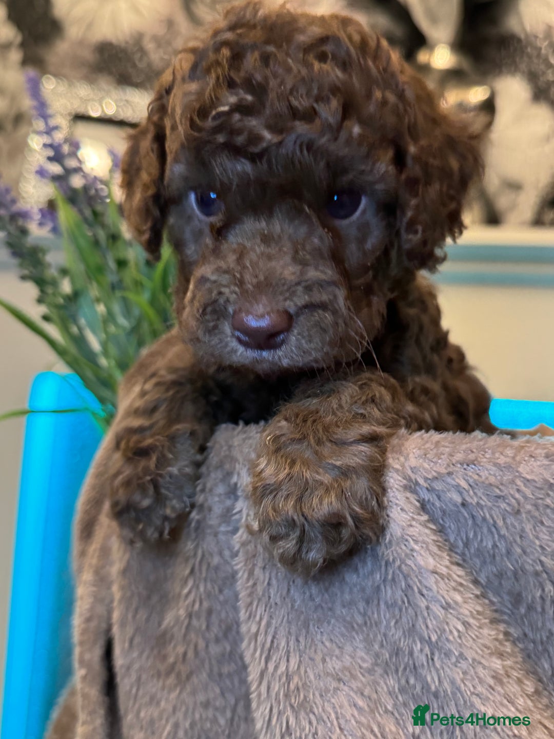 Cockapoo dogs for sale: Miniature Cockapoo Multi Generation  in Darwen - Image 5