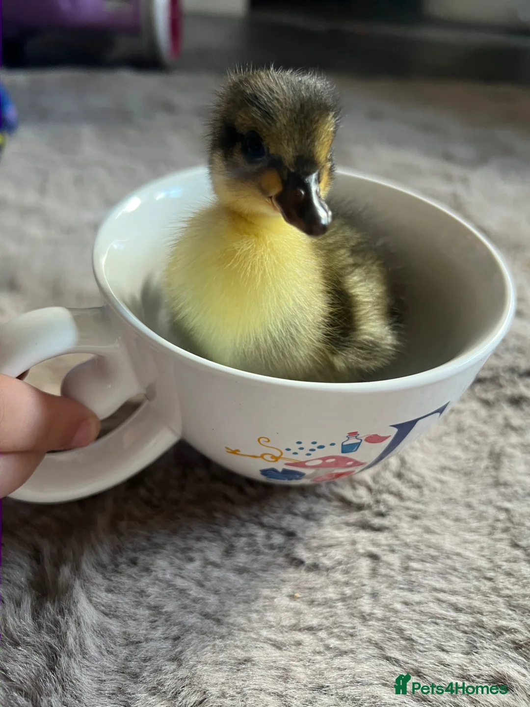 Ducks poultry for sale: Call ducklings  in Kidderminster - Advert 1