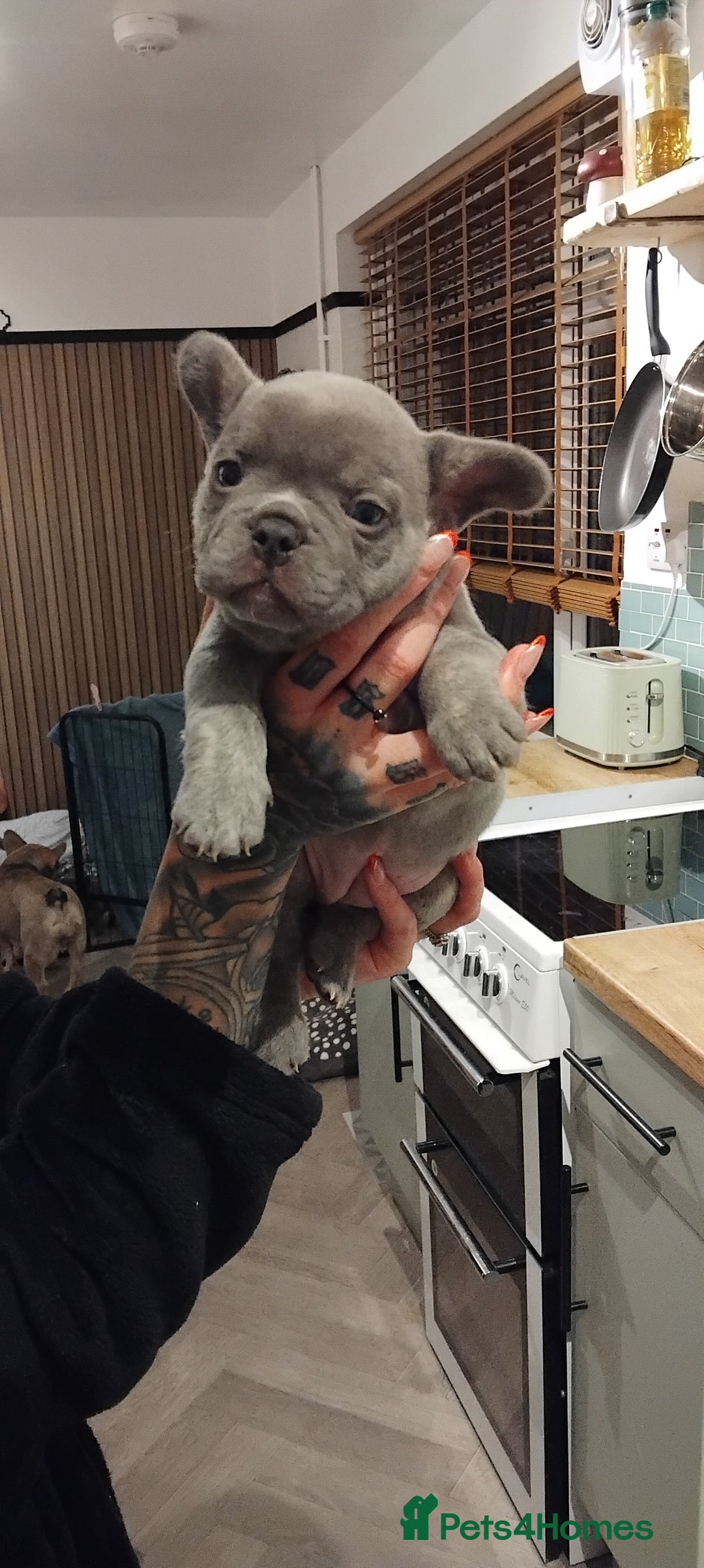 French Bulldog dogs for sale: French bulldog FLUFFY pups - Image 29