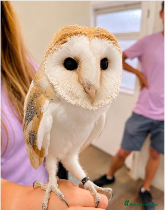 Mixed Breed birds Barn owl for sale - Advert 4