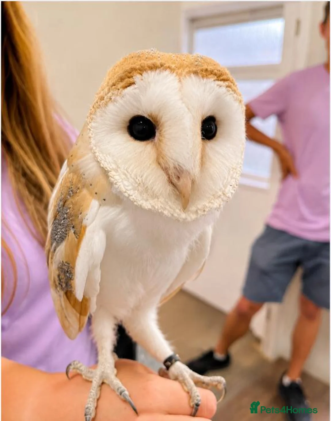 Mixed Breed birds for sale: Barn owl for sale - Advert 1