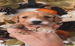 Cockapoo dogs for sale: Cockapoo puppies  - Advert 13