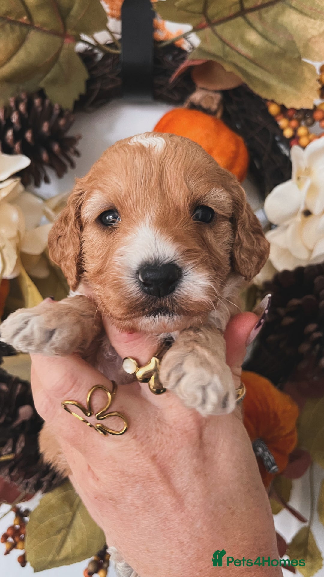 Cockapoo dogs for sale: Cockapoo puppies  - Advert 13