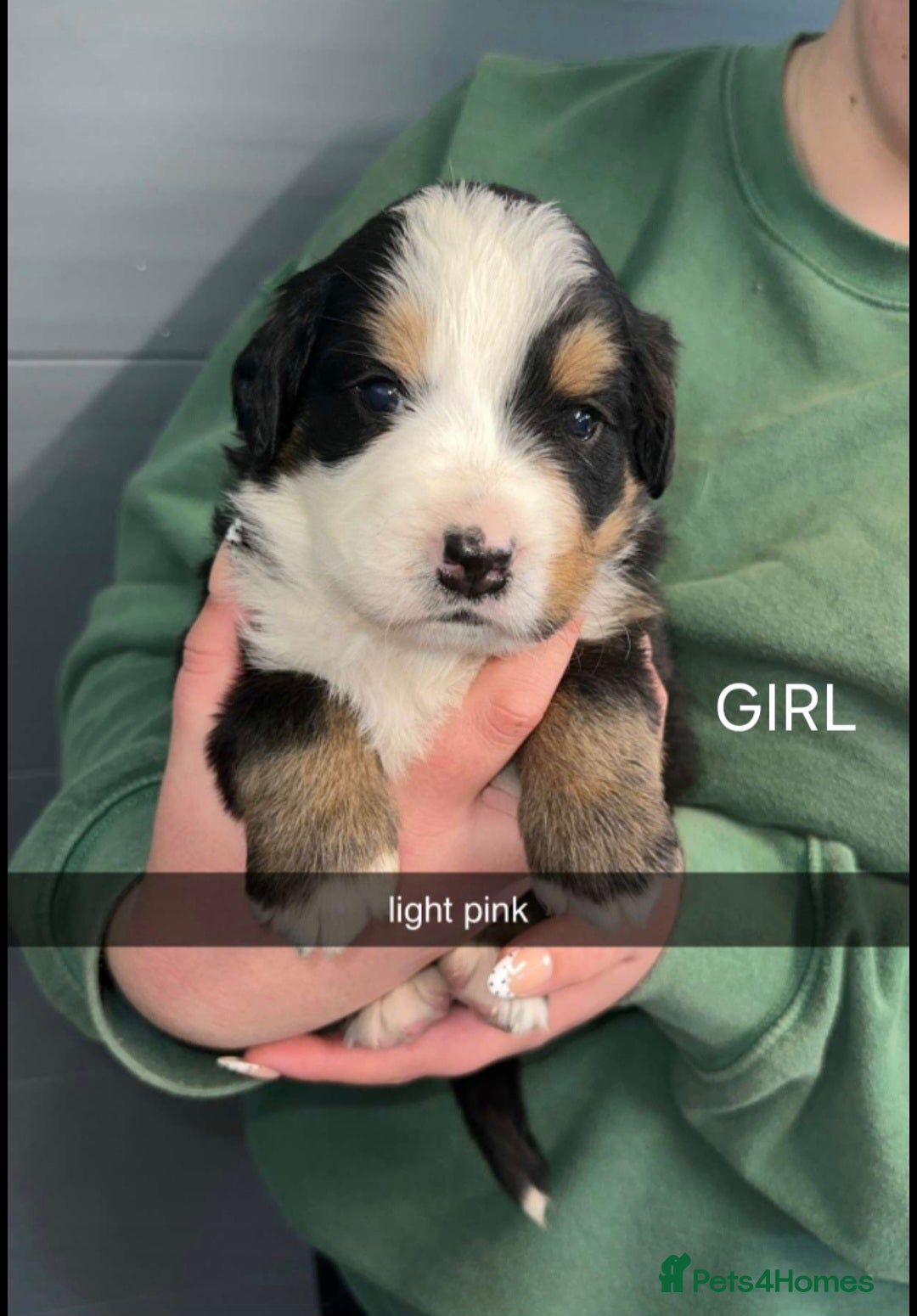 Bernese Mountain Dog dogs for sale: Gorgeous bernese mountain pups  - Image 8