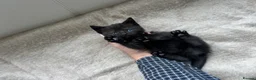 British Shorthair cats for sale: Our British Shorthair has had 5 Beautiful Kittens - Advert 17