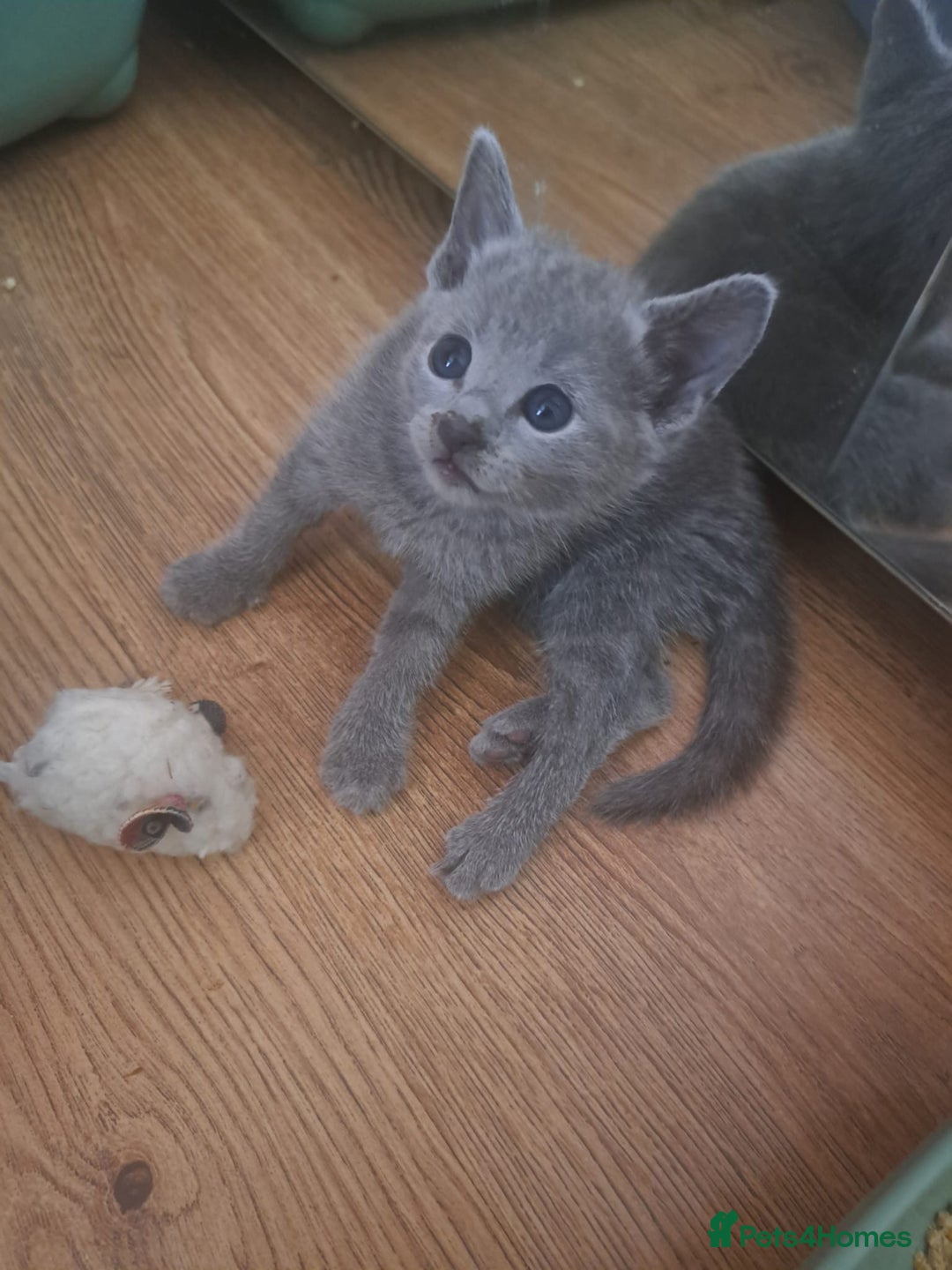 Russian Blue cats for sale: TICA Russian Blue Kittens Pedigree - Image 5