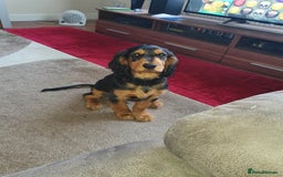 Sprocker dogs for sale: 3 Beautiful Female Sprocker puppies - Image 21