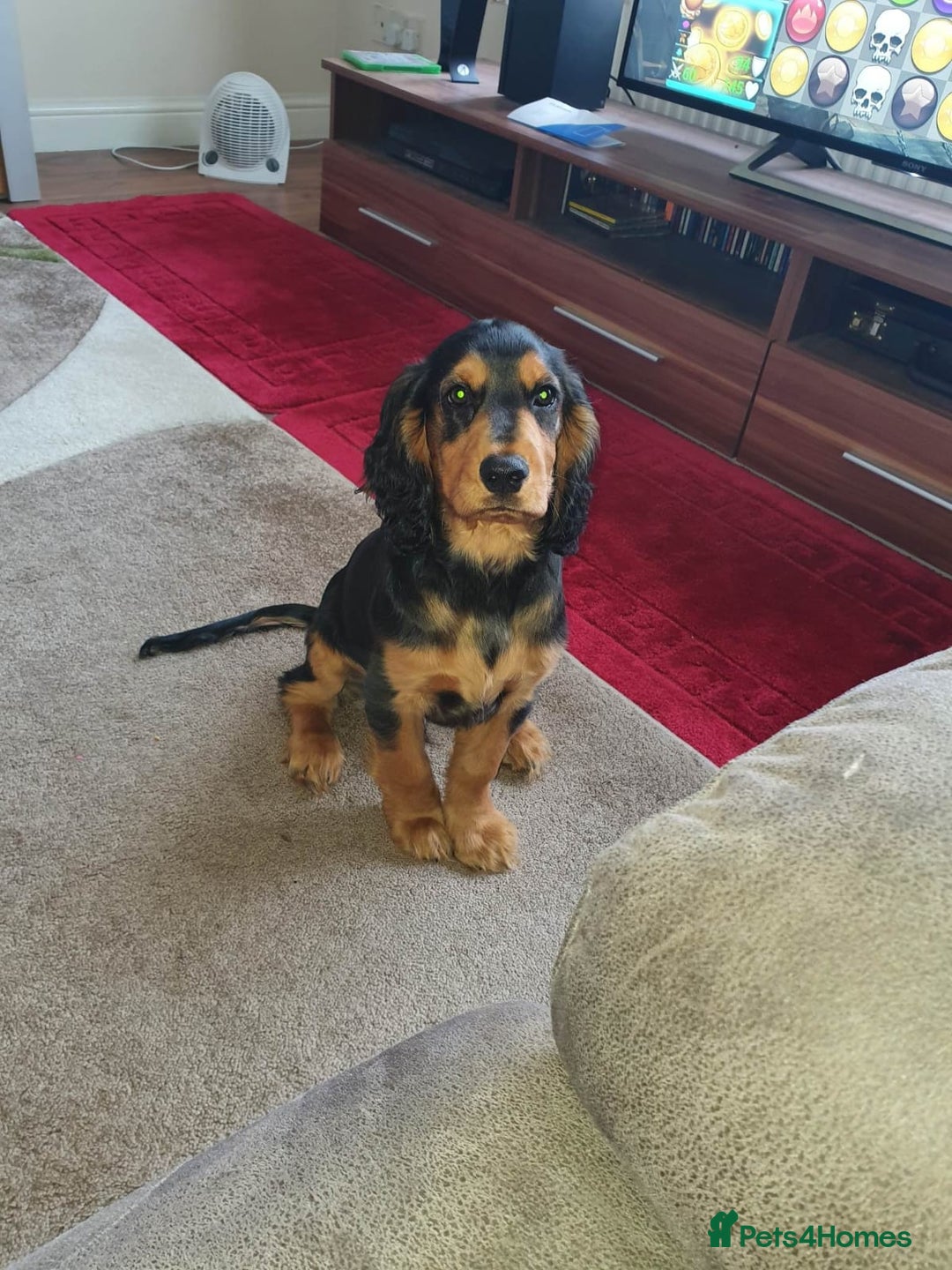 Sprocker dogs for sale: 3 Beautiful Female Sprocker puppies - Image 21