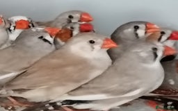 Finches birds for sale: Zabira finches  - Image 1