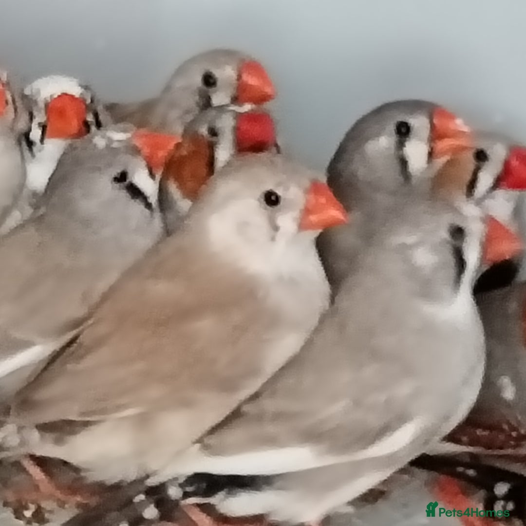 Finches birds for sale: Zabira finches  - Image 1