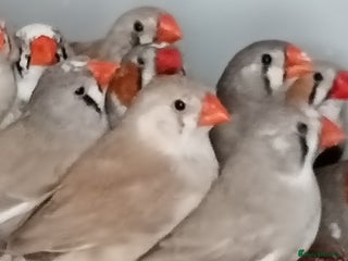 Finches birds - Advert 27