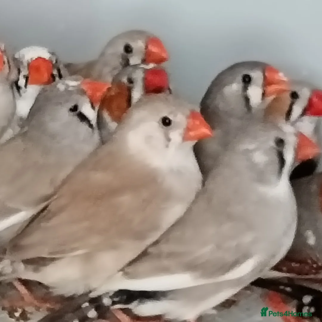 Finches birds for sale: Zabira finches  - Advert 1