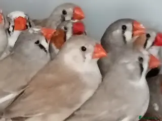 Finches birds Zabira finches - Advert 10