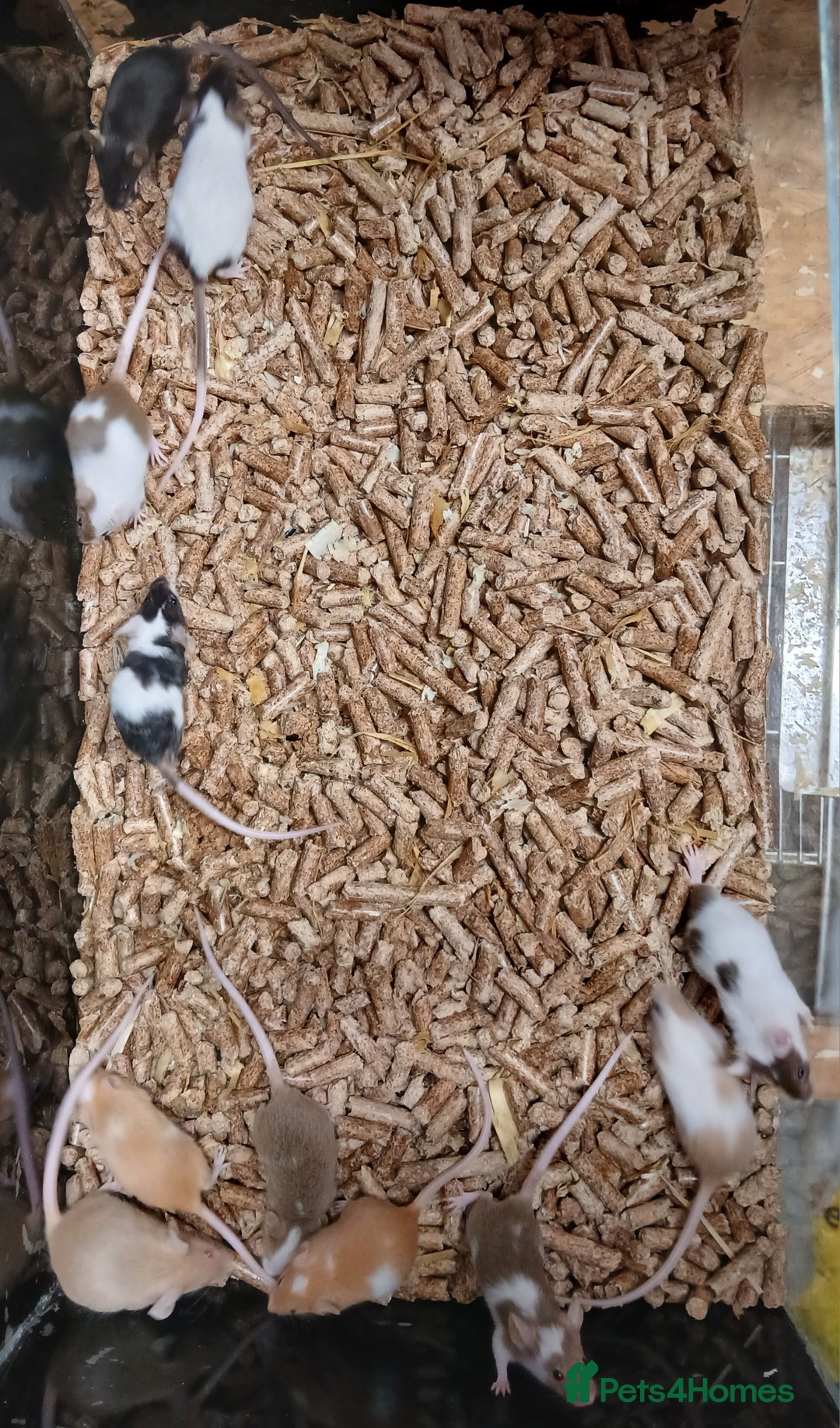 Mouse rodents for sale: Baby Fancy Mice Females  - Advert 7