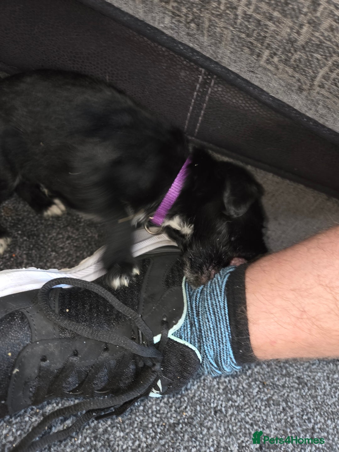 Mixed Breed dogs for sale: Labrador/irish wolf hound  - Image 3