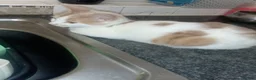 Turkish Van cats for sale: Turkis van  in Rochester - Advert 4