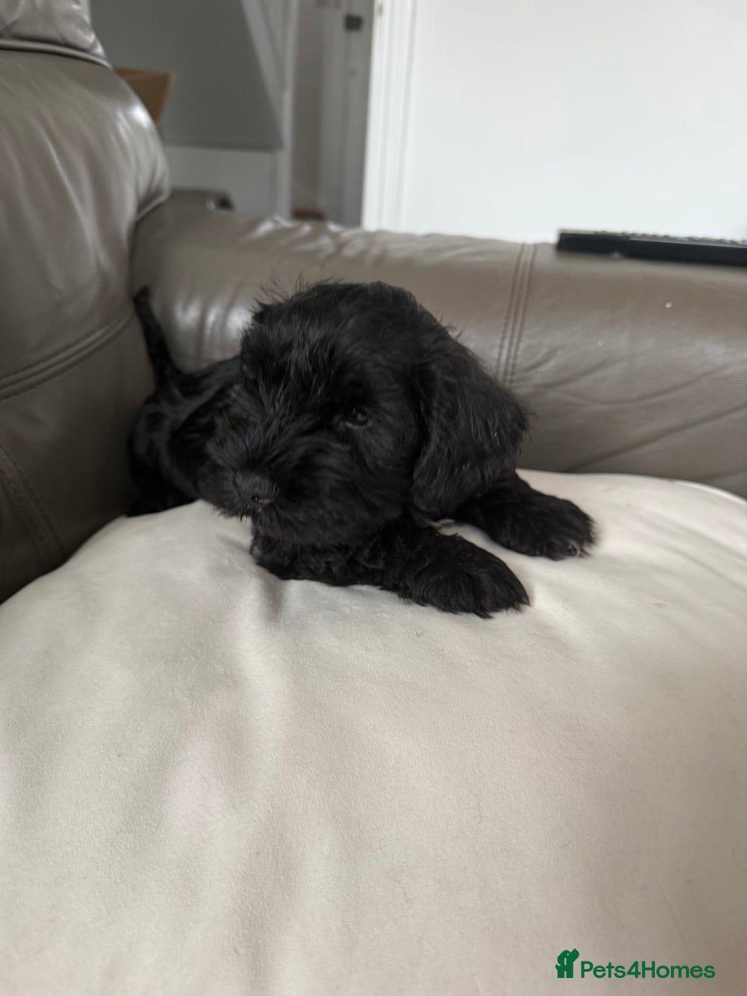 Miniature Schnauzer dogs for sale: KC MAC Quality Black Miniature schnauzers  - Advert 7