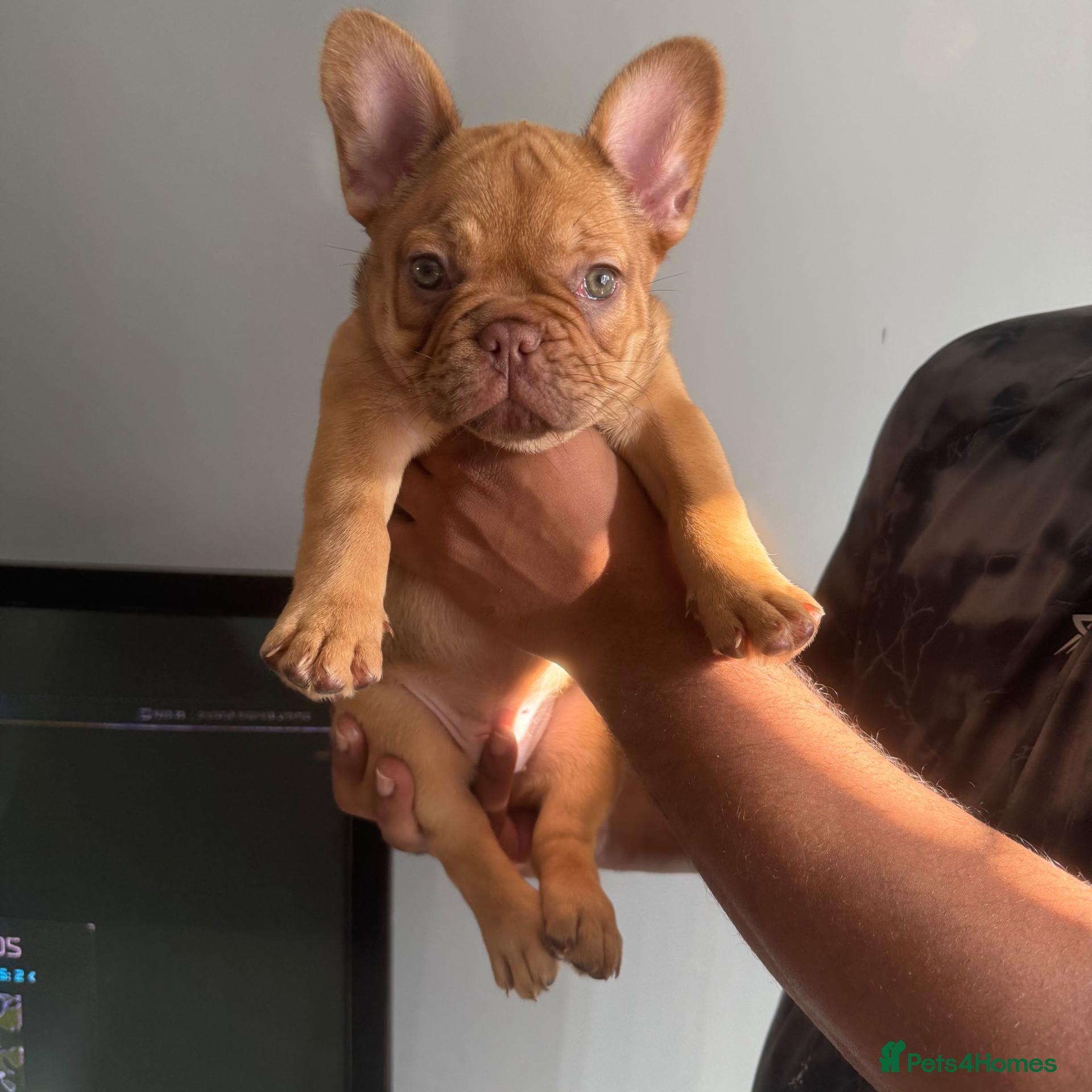 French Bulldog dogs RARE FRENCH BULLDOGS/FLUFFY CARRIERS ⭐️⭐️⭐️⭐️⭐️ - Advert 17