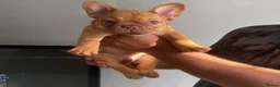 French Bulldog dogs for sale: RARE FRENCH BULLDOGS/FLUFFY CARRIERS ⭐️⭐️⭐️⭐️⭐️ - Advert 1