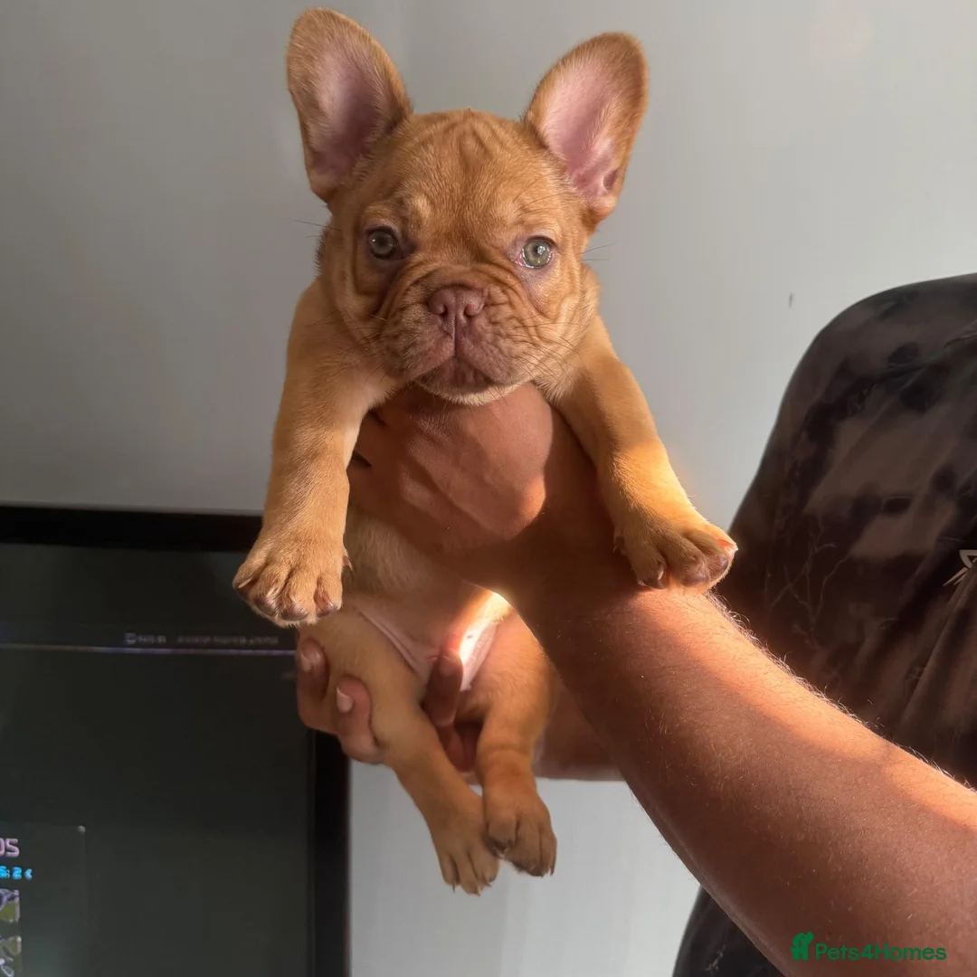 French Bulldog dogs for sale: RARE FRENCH BULLDOGS/FLUFFY CARRIERS ⭐️⭐️⭐️⭐️⭐️ - Advert 1