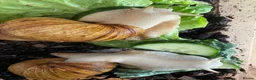 Snails invertebrates for sale: Giant African land snails in Chorley - Advert 2