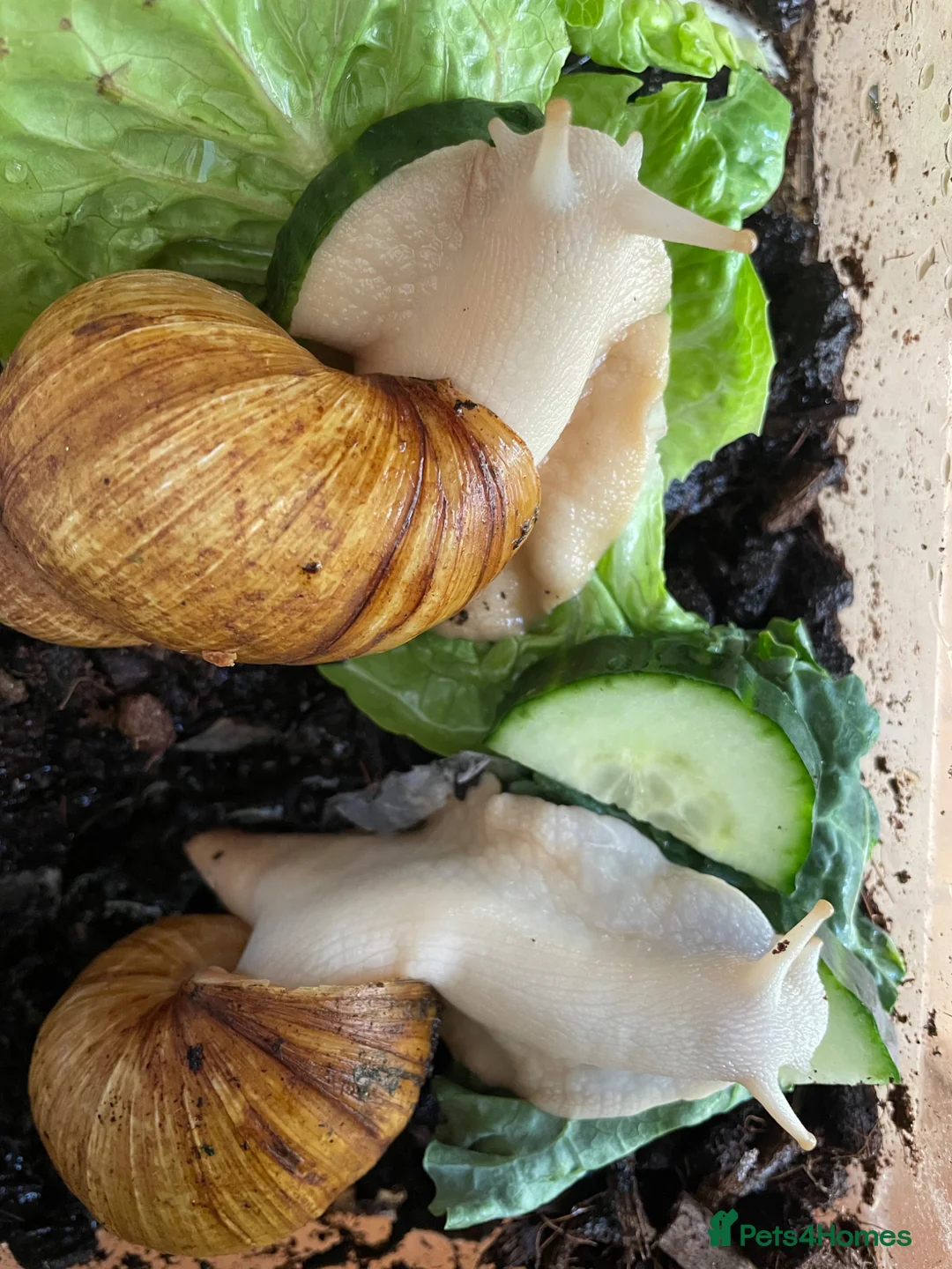Snails invertebrates for sale: Giant African land snails in Chorley - Advert 2