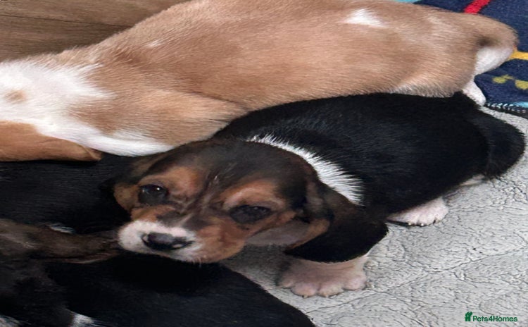 Basset Hound dogs - Advert 5