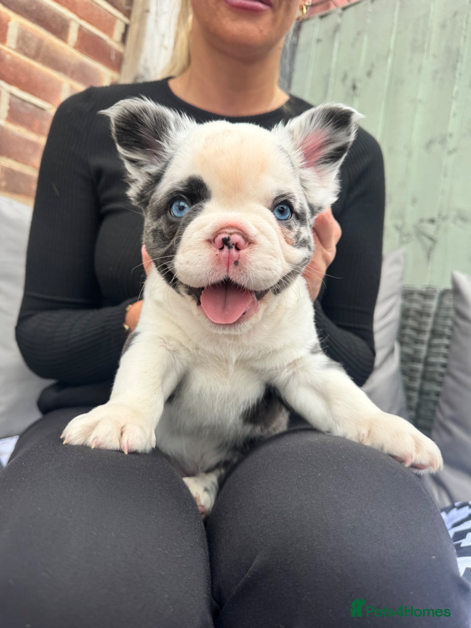 French Bulldog dogs *Ready NOW!!**Beautiful Fluffy Frenchies!  - Advert 1