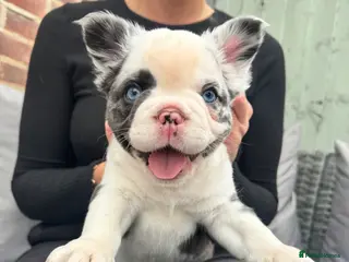 French Bulldog dogs *Ready NOW!!**Beautiful Fluffy Frenchies! - Advert 1