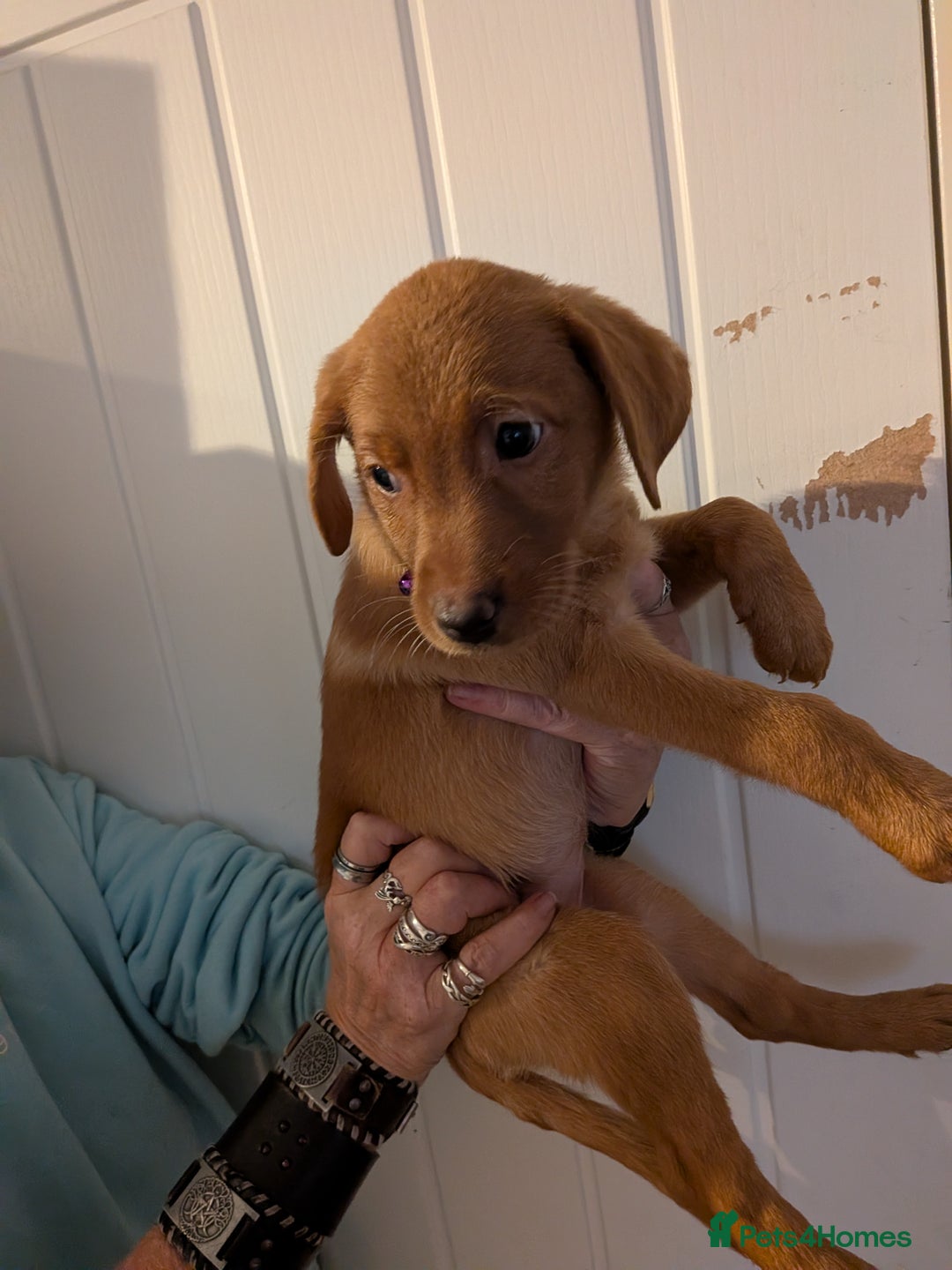 Labrador Retriever dogs for sale: 9 stunning Labrador retrievers 8 weeks old  - Advert 20