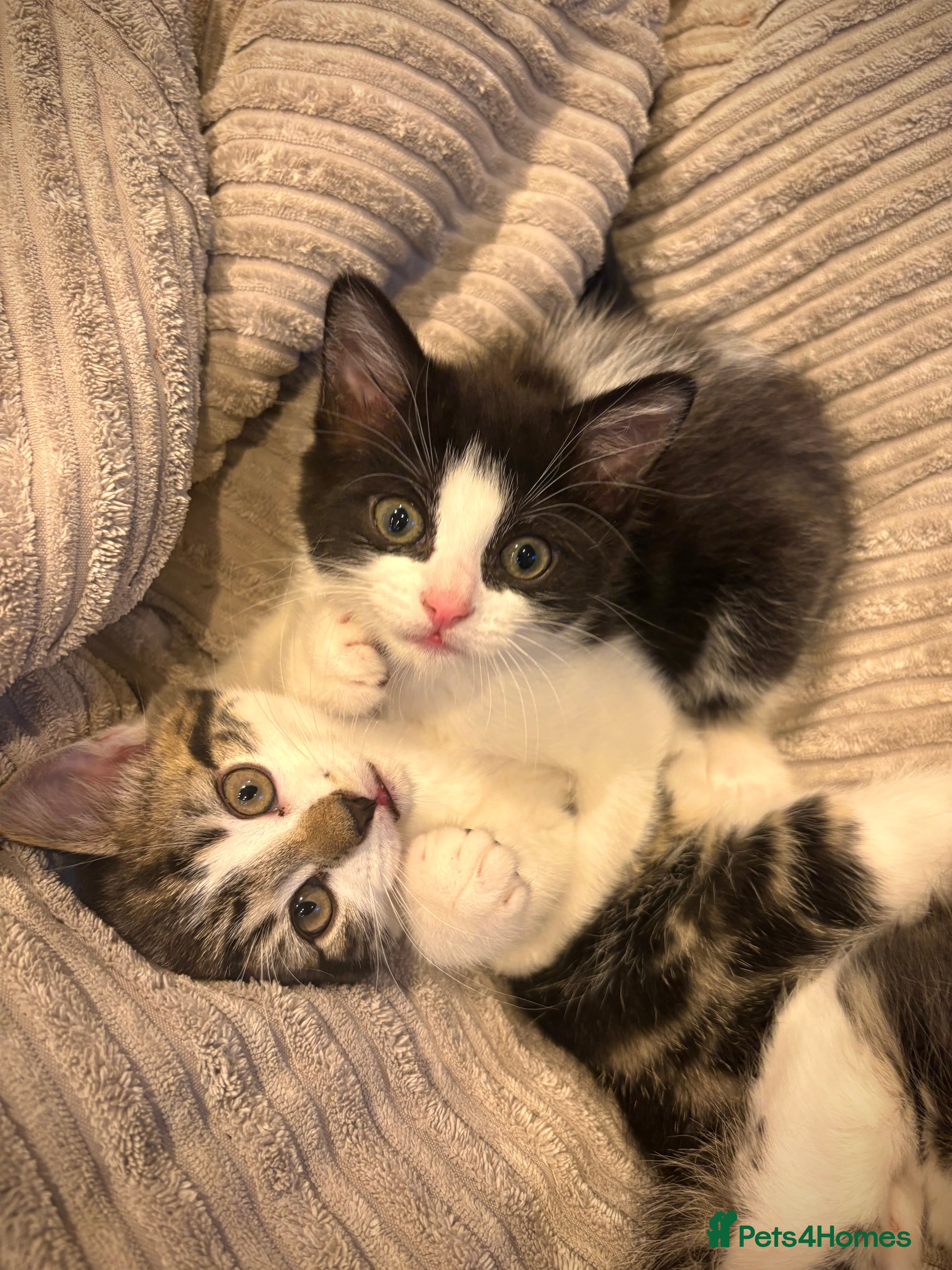 Mixed Breed cats 2 beautiful Kittens, 1 boy  1 girl - Advert 2