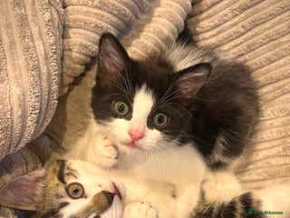 Mixed Breed cats 2 beautiful Kittens, 1 boy 1 girl - Advert 18