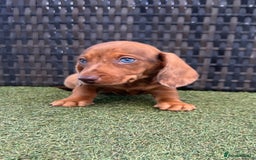 Miniature Dachshund dogs for sale: Stunning miniature dachshund puppies  - Image 6