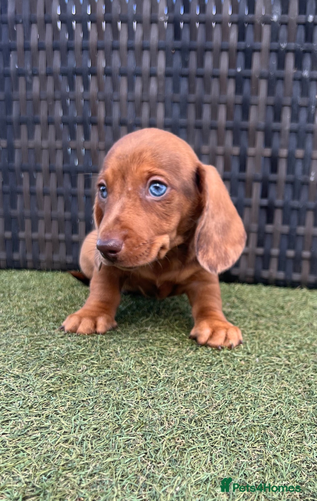 Miniature Dachshund dogs for sale: Stunning miniature dachshund puppies  - Image 6