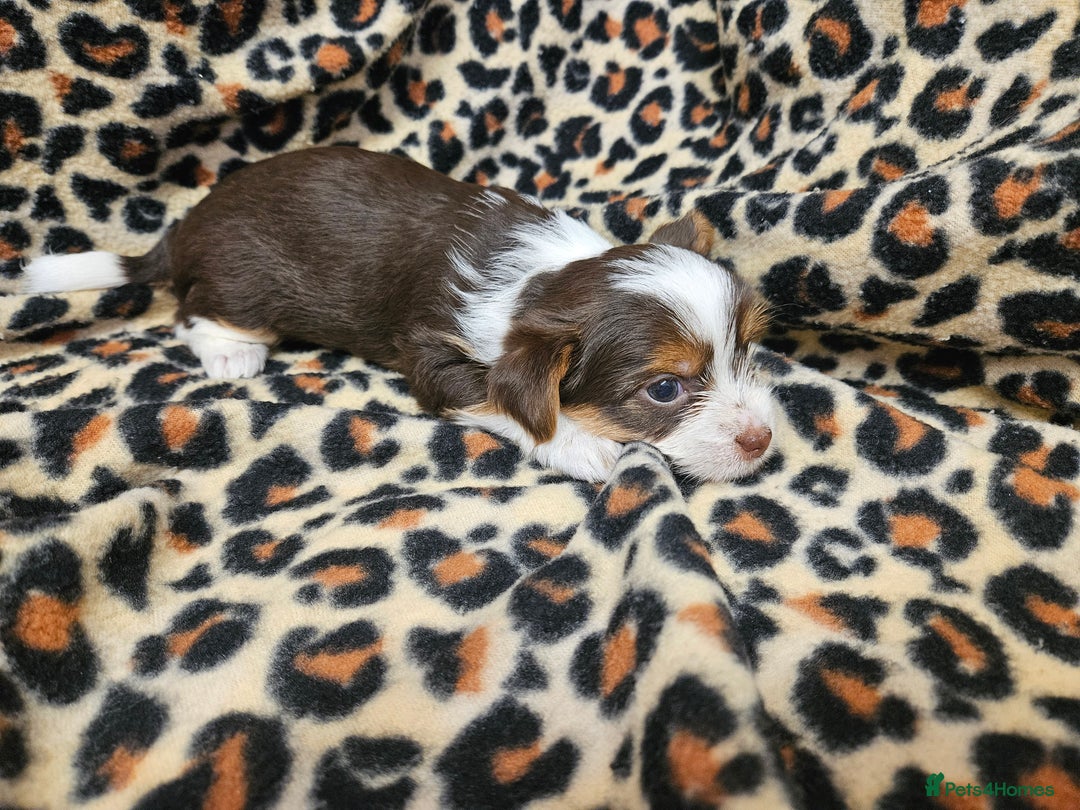 Yorkshire Terrier dogs for sale: 🤎 DNA tested parents 🤎 1 girl, 1 boy - Advert 11