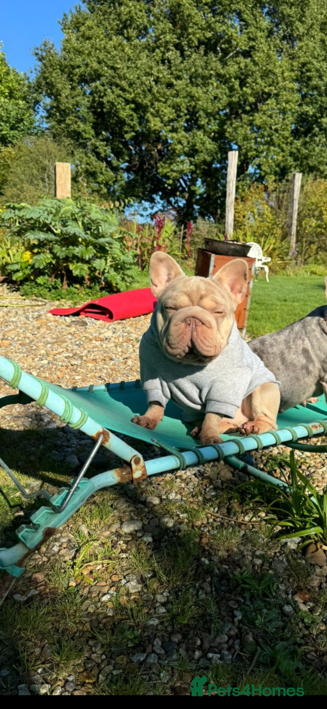 French Bulldog dogs for sale: Exotic Bi g R frenchie girl pups - FLUFFY CARRIERS - Image 11