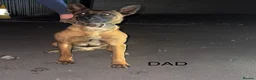 Belgian Shepherd Dog dogs for sale: Belgium Mali pups - Advert 13