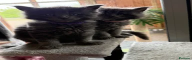 Maine Coon Kitten 7