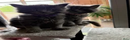 Maine Coon cats for sale: Beautiful GCCF reg Maine coon kittens for sale  - Advert 8