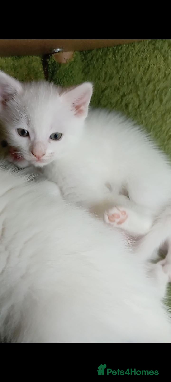 Mixed Breed cats Beautiful All White, all black & tabby kittens - Advert 4