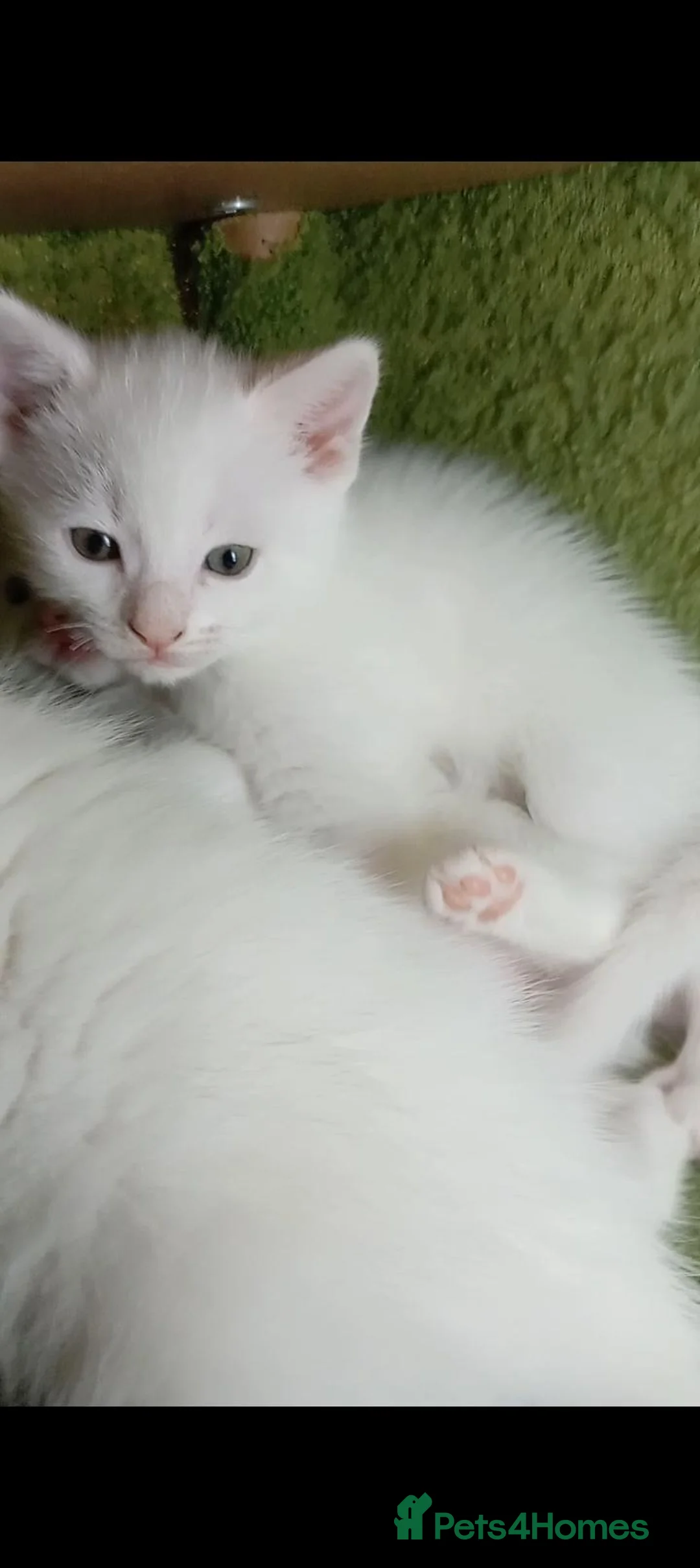 Mixed Breed cats for sale: Beautiful All White, all black & tabby kittens - Advert 1