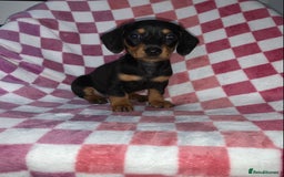 Miniature Dachshund dogs for sale: Miniature dachshunds  - Image 3