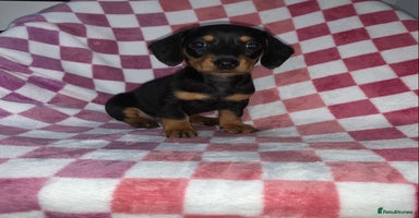 Miniature Dachshund dogs - Advert 1
