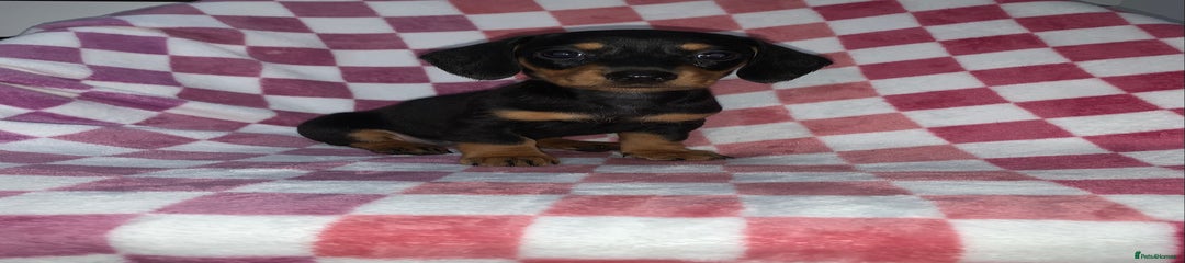 Miniature Dachshund Puppy 6