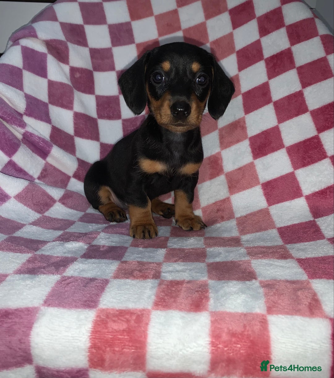 Miniature Dachshund dogs for sale: Miniature dachshunds  - Image 3