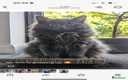 Ragcoon cats for sale: Stunning RAGCOON Kittens  - Advert 4