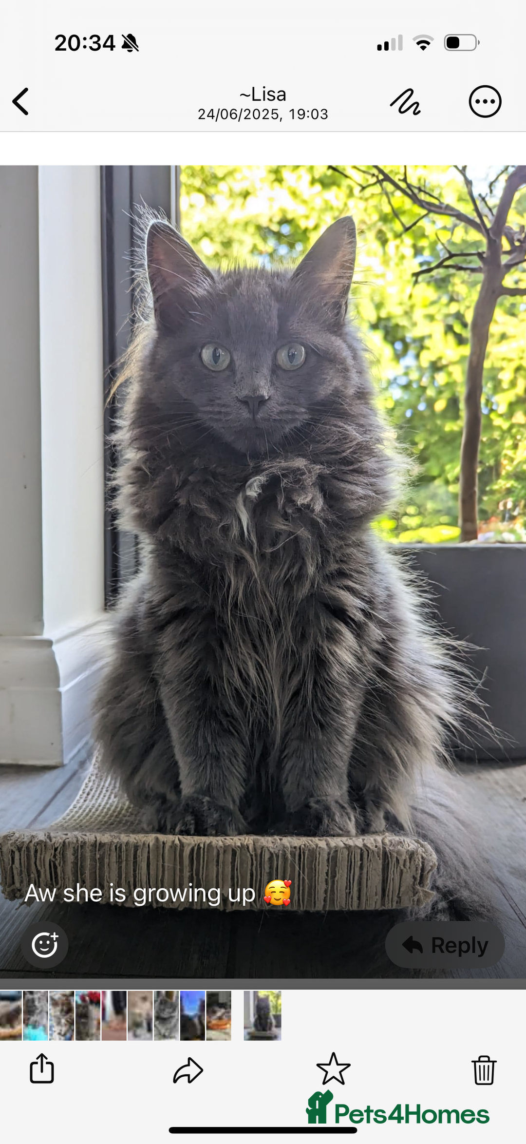 Ragcoon cats for sale: Stunning RAGCOON Kittens  - Advert 4