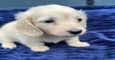 Miniature Dachshund dogs - Advert 11