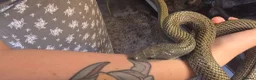Rat Snake reptiles for sale: Beautiful male Japanese rat snake for sale - Advert 5